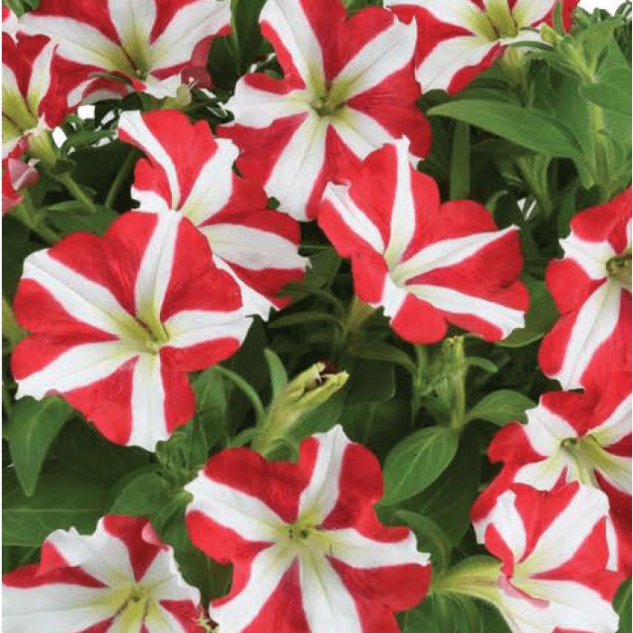 Petunia Amore - King of Hearts