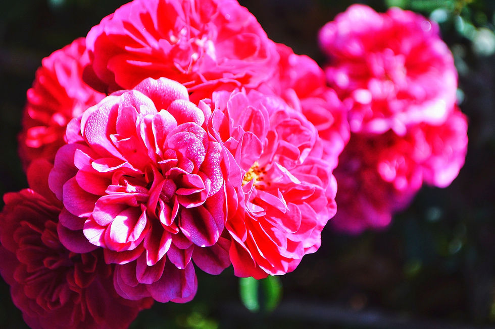 Perennials