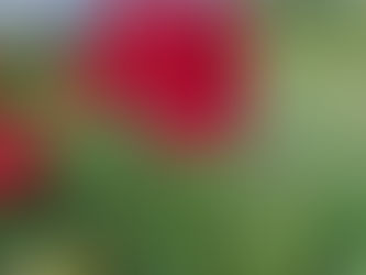バラや他のお花たちが咲きましたー