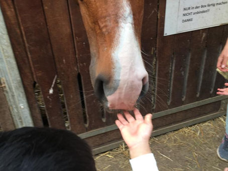 Reiterhofbesuch der bunten Gruppe
