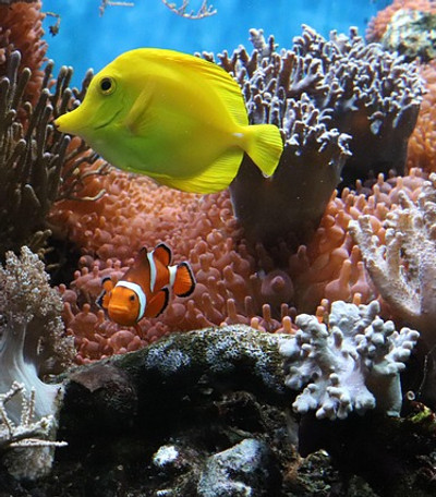 anemone-4475898_640.jpg