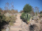 Desert Garden Walk