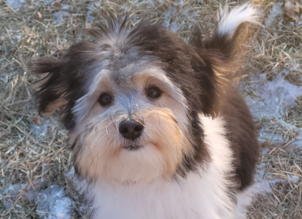 Jac Be Nimble's Coton de Tulear, Buffy puppy pic