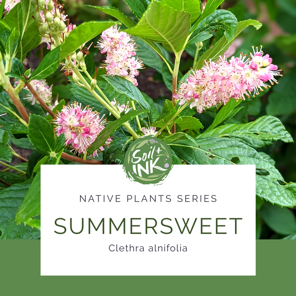 Native Plants Summersweet
