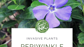 Invasive Plants Series: Vinca / Periwinkle