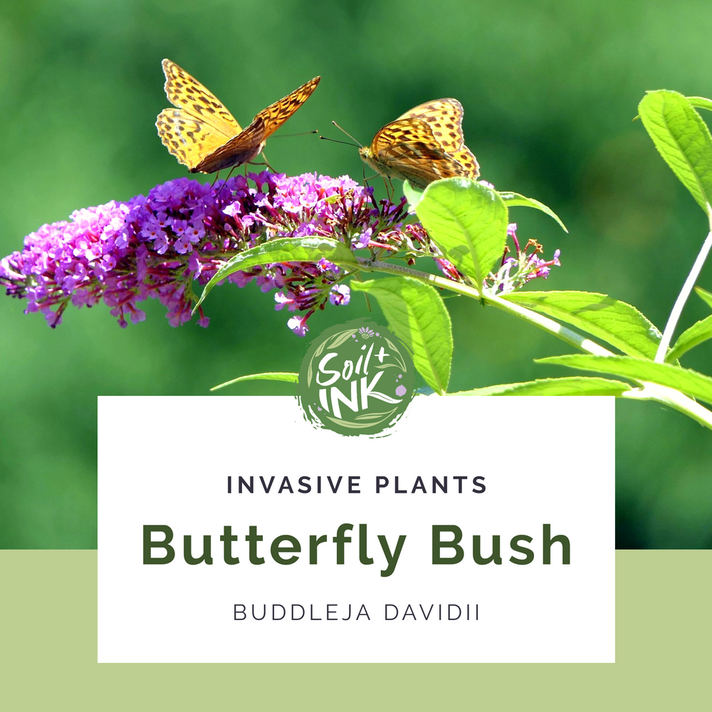 Invasive Plants Butterfly Bush