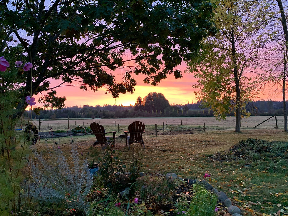 Field at sunset