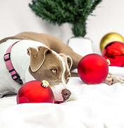 Jazzy xmas balls.jpg