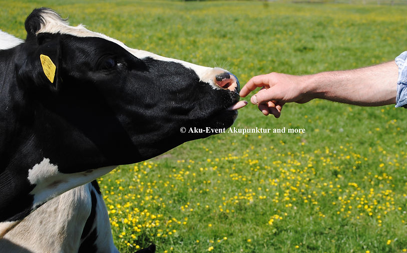 Auf dem Foto ist ein schwarz-weißes Rind (junge weibliche Kuh) mit ausgestreckter Zunge zu sehen, die Zunge ist zu einem ausg