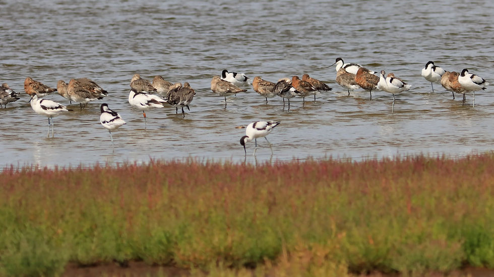 Avocettes et Barges
Marais de Suscinio
Août 2026