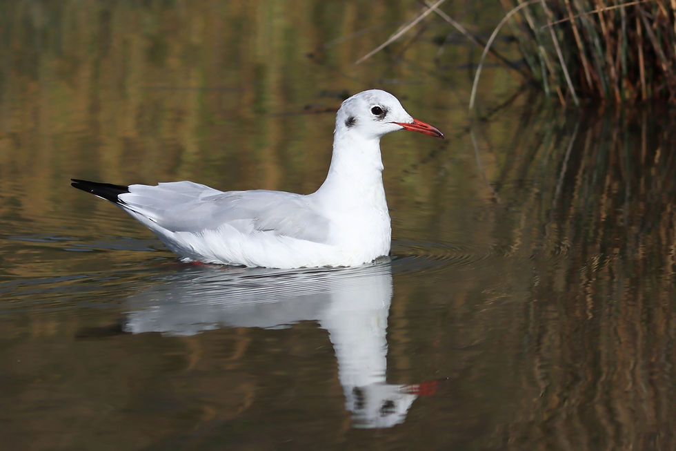 Mouette Rieuse
Réserve de Séné
Août 2026
