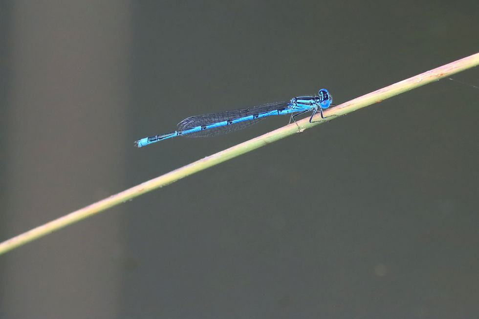 Agrion de Vander Linden, ou Naïade aux Yeux Bleus, posé, Vallée de l'Oyon, juillet 2026