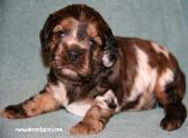merle cockapoo puppies for sale Wisconsin