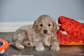 Buff Cockapoo Puppies Available for Sale Cute Cockapoos