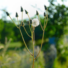 Blüten für Insekten