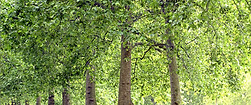 Park Trees