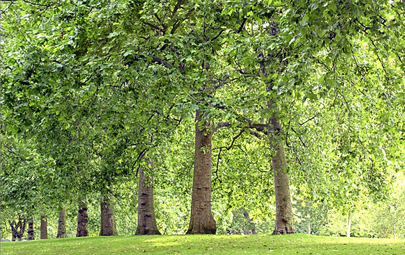 Park Trees