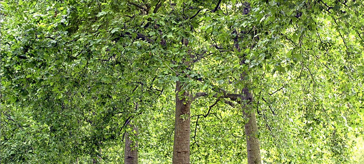 Los árboles del parque