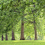Park Trees