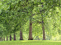 Park Trees