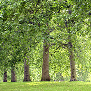 Park-Bäume