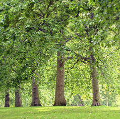 Trees