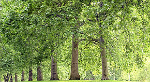 Park Trees