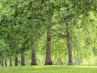 Park Trees