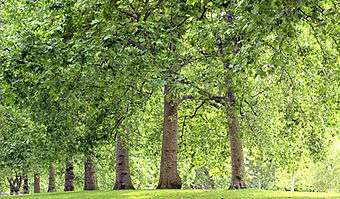 Les arbres du parc