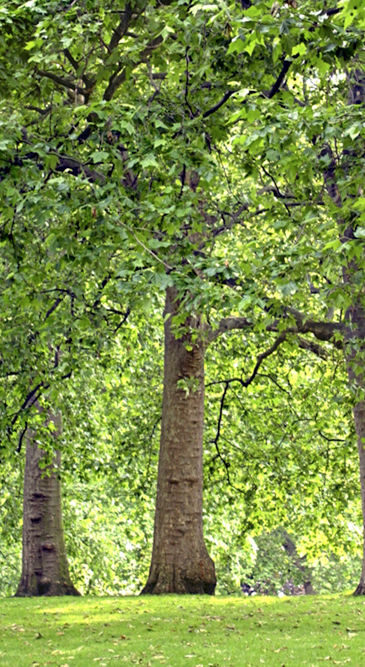 Park Trees