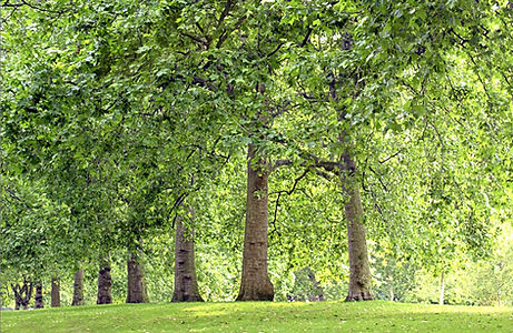 Park Trees