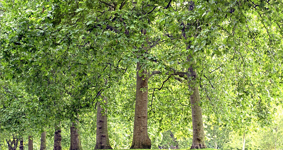 Park Trees