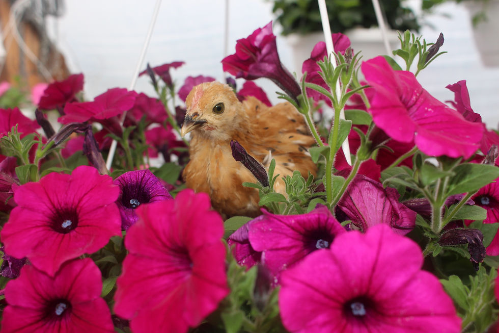 Thumbnail: Mille Fleur Belgium Bearded D'Uccle Bantam