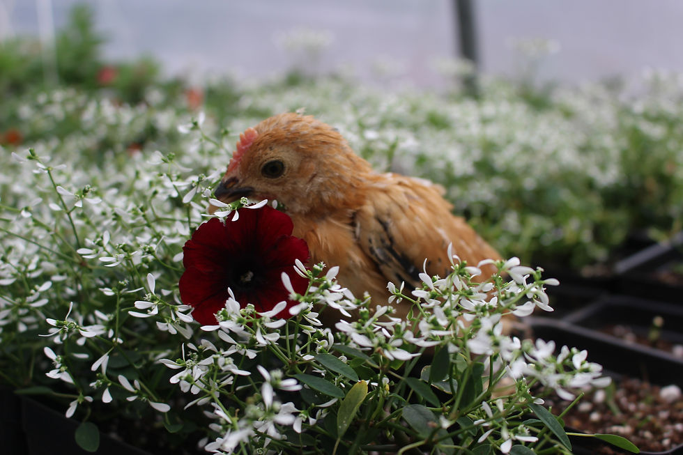 Thumbnail: Mille Fleur Belgium Bearded D'Uccle Bantam