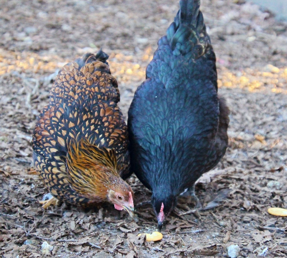Thumbnail: Day Old Chick Assortment