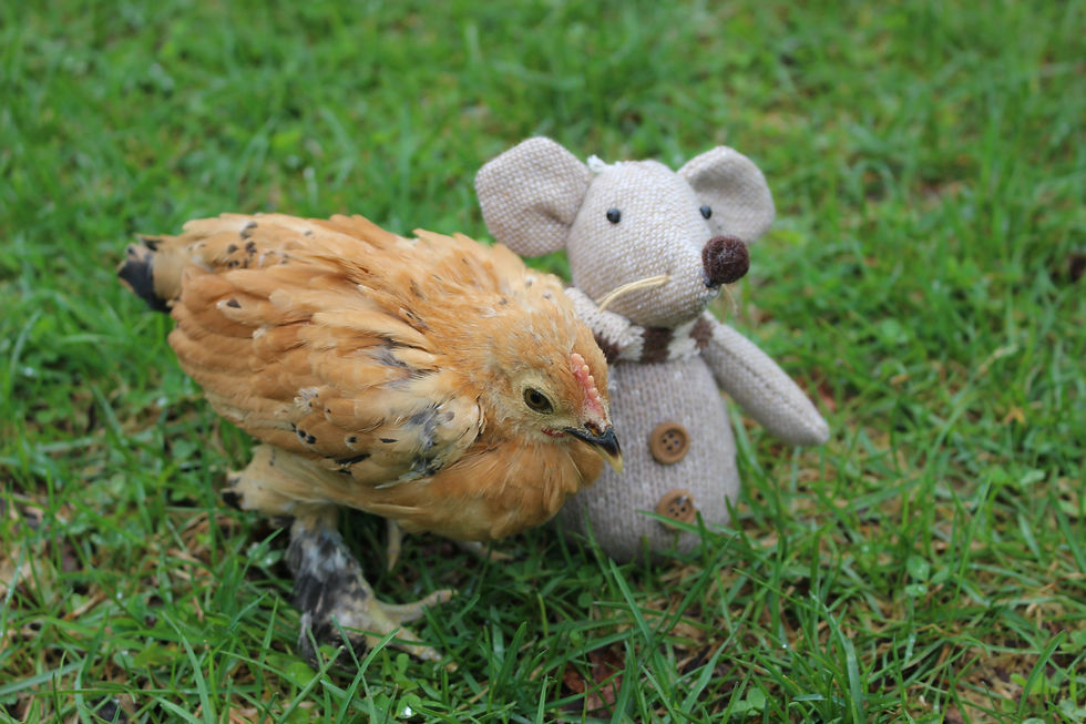 Thumbnail: Mille Fleur Belgium Bearded D'Uccle Bantam