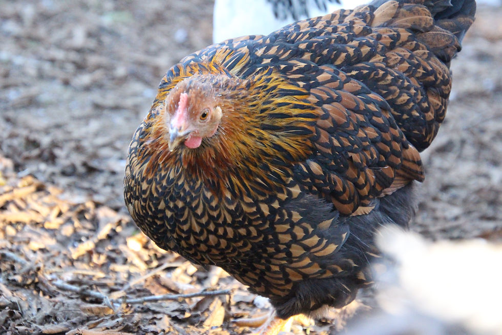 Thumbnail: Golden Laced Wyandotte