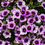 Thumbnail: Proven Winners 4.5" Potted Calibrachoa