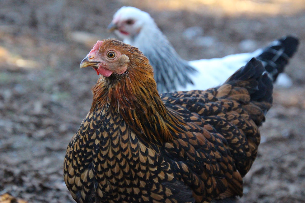 Thumbnail: Golden Laced Wyandotte