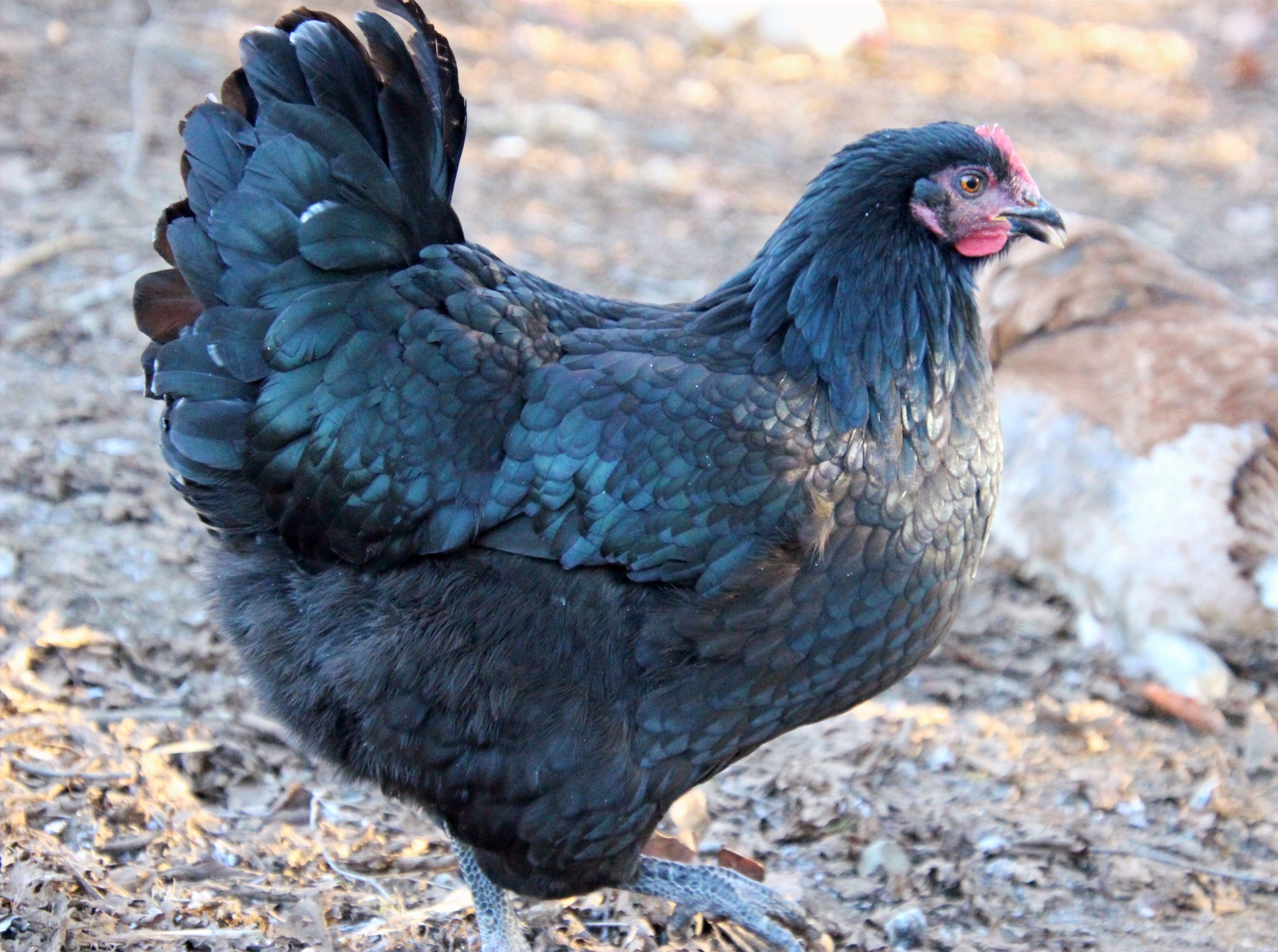 Black Australorp