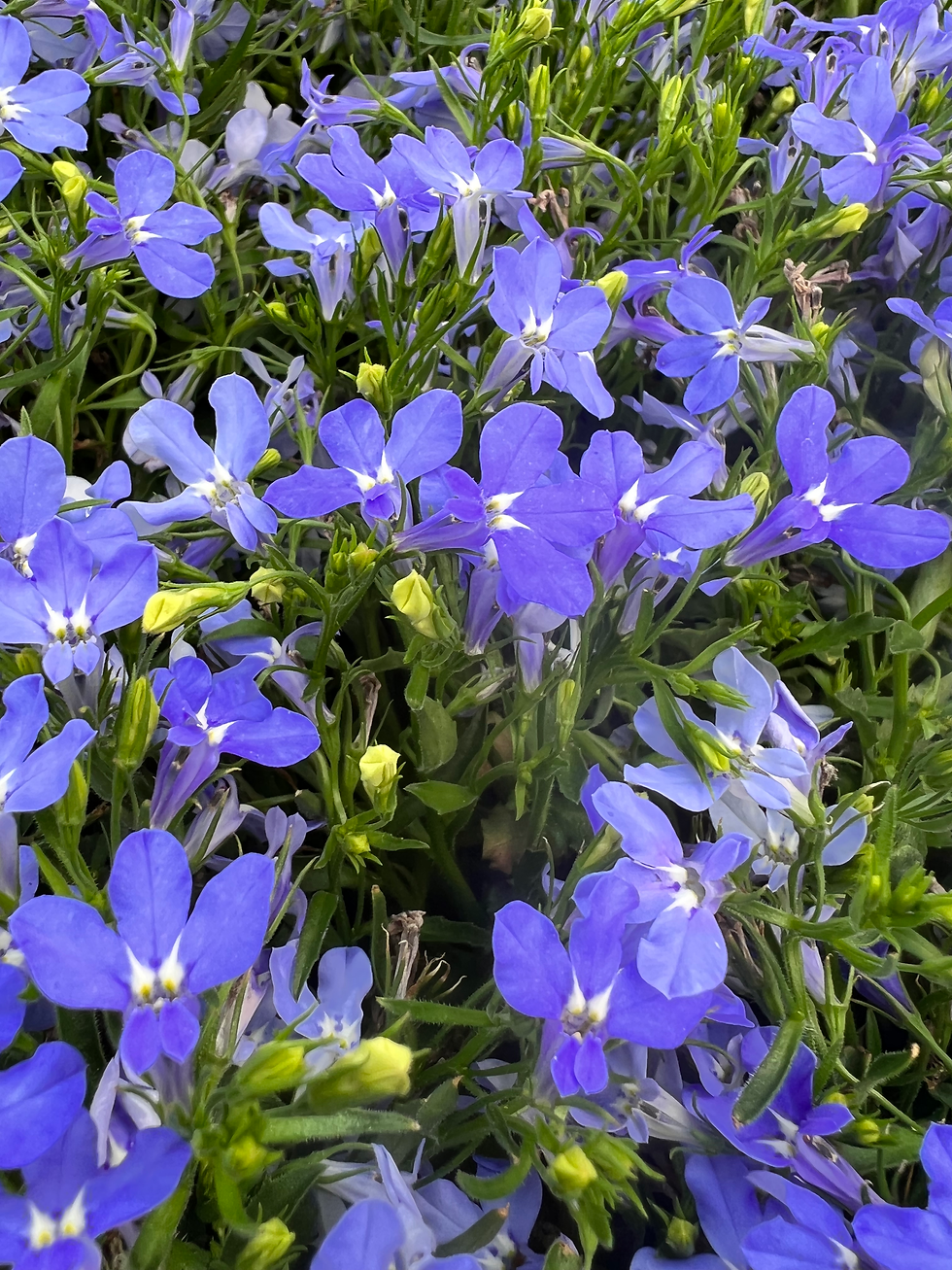 Thumbnail: Proven Winners 4.5" Lobelia Sky Blue