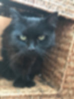 Basil The Cat