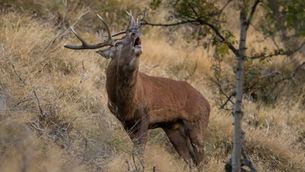 🦌 La Brama del Cérvol en el Pirineo: un espectáculo único cerca de Espot