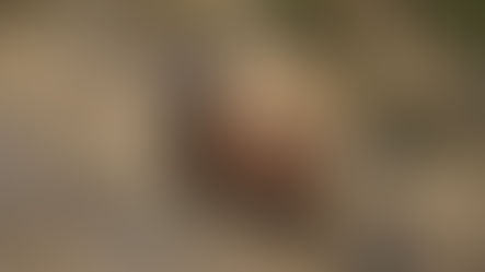 🦌 La Brama del Cérvol en el Pirineo: un espectáculo único cerca de Espot