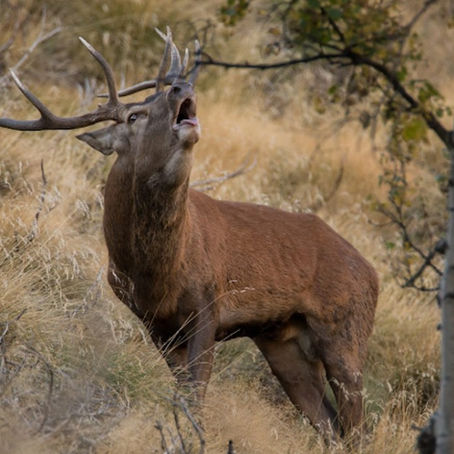 🦌 La Brama del Cérvol en el Pirineo: un espectáculo único cerca de Espot
