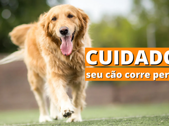 Como passear com o meu cachorro solto?