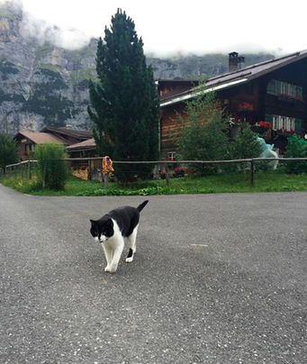GATO QUE LEVOU PRA CASA UM TURISTA PERDIDO NOS ALPES SUÍÇOS.