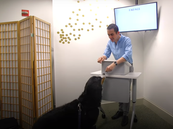 Como falar melhor em público com ajuda do seu cachorro.