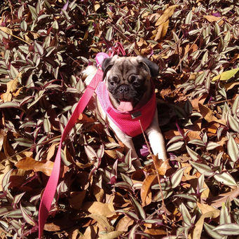 Dica# Como tirar fotos do seu cachorro