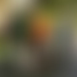 Falta de tempo pode ser caminho para desenvolver oportunidade de negócio na area pet.